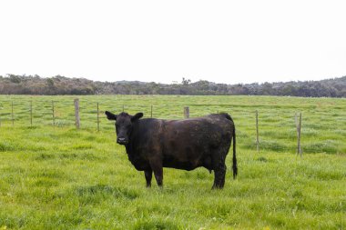 Bir sığır sürüsü sığır çiftliğinde