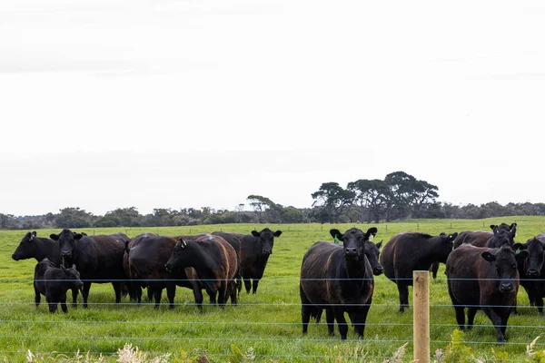 A herd of beef cattle on a free range cow ranch farm