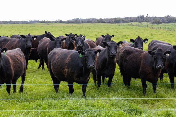 Stádo Hovězího Dobytka Farmě Pro Krávy Volném Výběhu — Stock fotografie