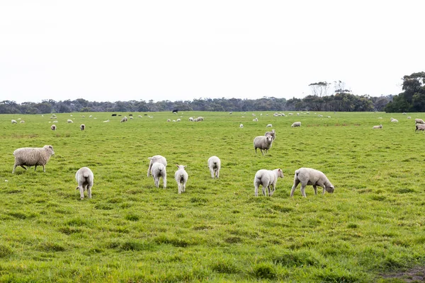 Bando Ovelhas Cordeiros Numa Exploração Ovina Criação Livre — Fotografia de Stock