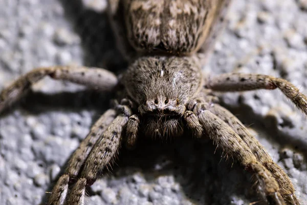 Avustralyalı bir avcı örümcek Sparassidae heteropodidae bir yüzeyde dinlenen uzun bacaklı büyük bir örümcek.