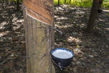 Hevea Brasiliensis: lateks lastik ağacından doğal kauçuk kaynağı olarak çıkarılan
