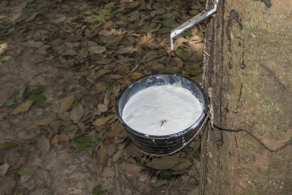 Hevea Brasiliensis: latex van de rubberboom gewonnen als een bron van natuurlijke rubber — Stockfoto