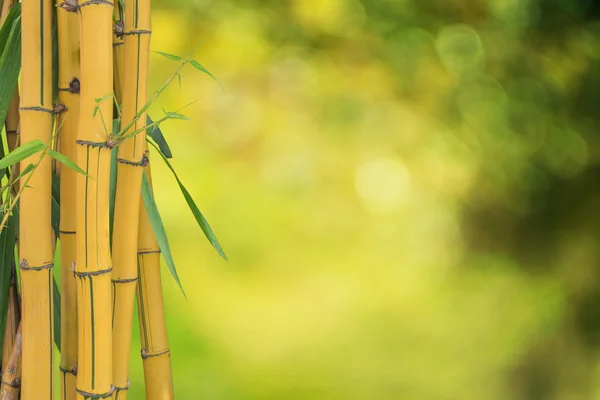 Amarelo de bambu fresco isolado no fundo verde desfocado — Fotografia de Stock