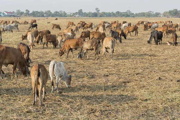 Rebaños en el verano en el campo con paja . — Foto de Stock