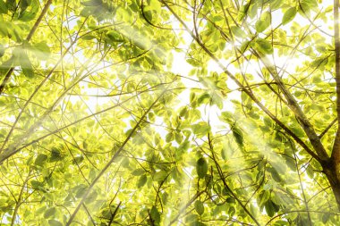 Dalları ağaç ile yaz günde yaprak