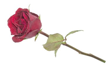 Kırmızı gül izole üzerinde beyaz zemin üzerine bırak