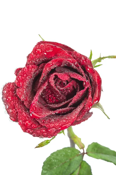Tropfen auf roter Rose isoliert auf weißem Hintergrund — Stockfoto
