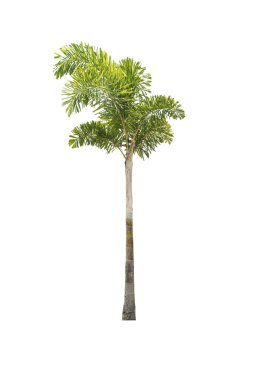 Beyaz bir arka plan üzerinde izole ağaç