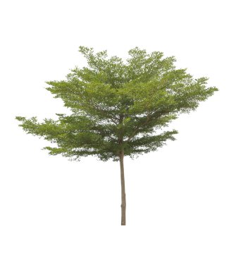Beyaz bir arka plan üzerinde izole ağaç