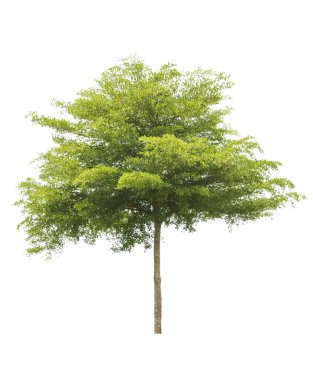 Beyaz bir arka plan üzerinde izole ağaç