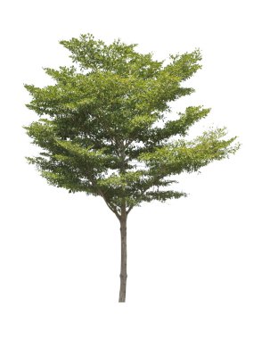 Beyaz bir arka plan üzerinde izole ağaç