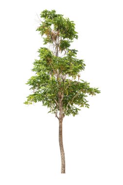 Beyaz bir arka plan üzerinde izole ağaç