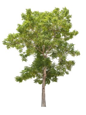 Beyaz bir arka plan üzerinde izole ağaç