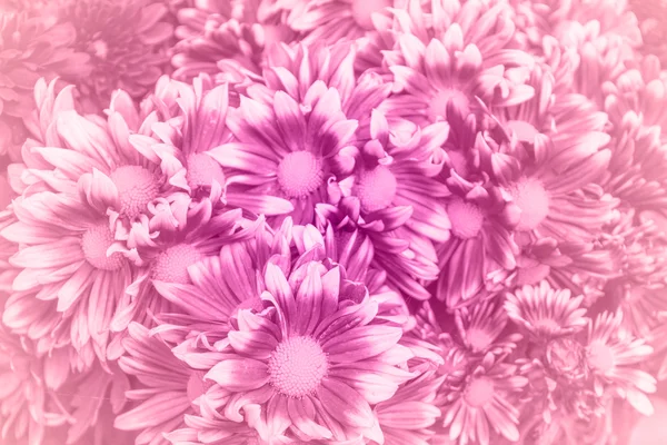 Лепесток цветов с цветовыми фильтрами, Мягкий фокус — стоковое фото
