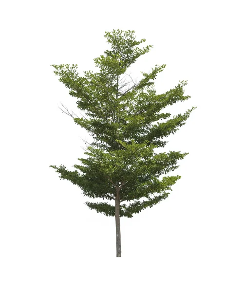 Beyaz bir arka plan üzerinde izole ağaç — Stok fotoğraf