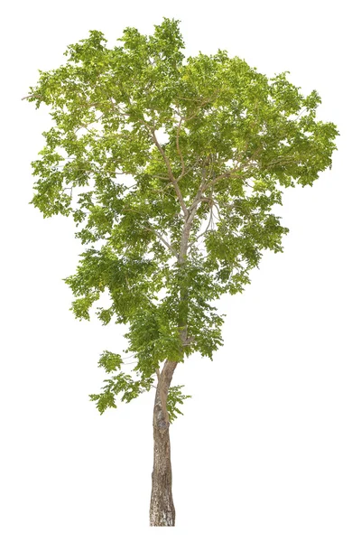 Beyaz bir arka plan üzerinde izole ağaç