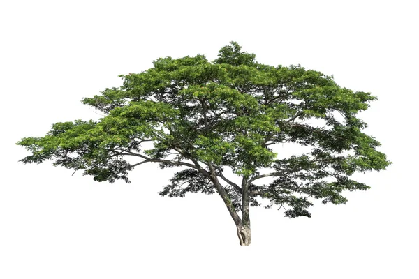 Árbol aislado sobre fondo blanco —  Fotos de Stock