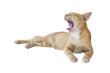 kedi beyaz arkaplanda izole edildi