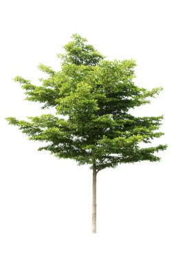 Beyaz arkaplanda izole edilmiş ağaç