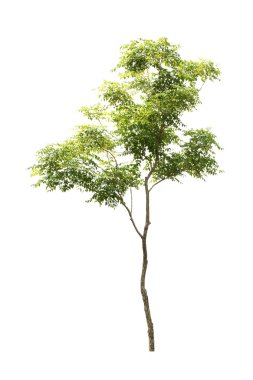 Beyaz arkaplanda izole edilmiş ağaç