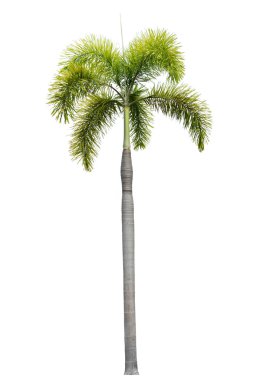 Beyaz arkaplanda izole edilmiş ağaç