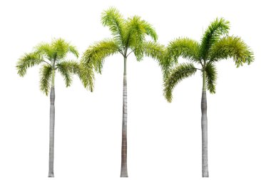 Beyaz arkaplanda izole edilmiş ağaç