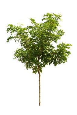 Beyaz arkaplanda izole edilmiş ağaç