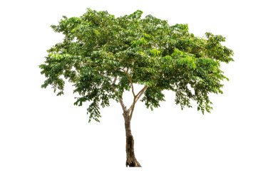 Beyaz arkaplanda izole edilmiş ağaç