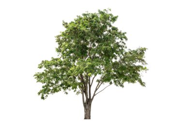 Beyaz arkaplanda izole edilmiş ağaç