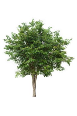Beyaz arkaplanda izole edilmiş ağaç