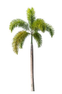 Beyaz arkaplanda izole edilmiş ağaç