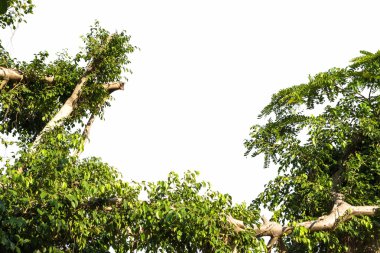Beyaz arkaplanda izole edilmiş ağaç