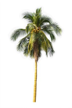 Beyaz arkaplanda izole edilmiş ağaç