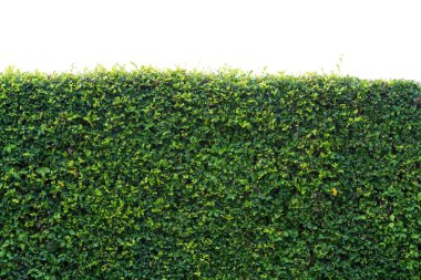 Ağaç yaprak Çalı çitin yeşil