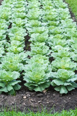 Bahçede Çin brokoli veya Çin kale