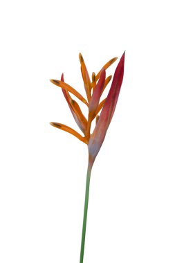 Cennet kuşu çiçeği beyaz izole