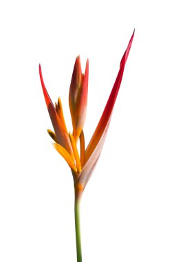 Cennet kuşu çiçeği beyaz izole