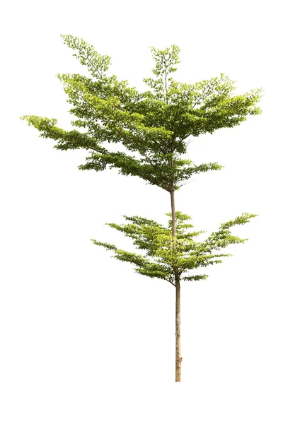 Tree isolated on white background — Stock Photo, Image