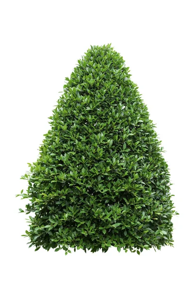 Beyaz arkaplanda izole edilmiş ağaç