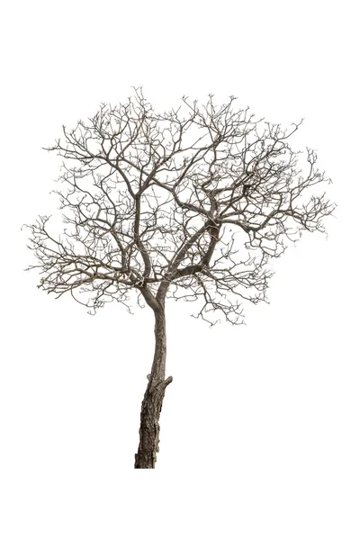 Arbre isolé sur fond blanc — Photo