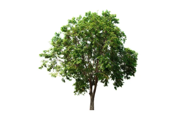 Strom izolované na bílém pozadí — Stock fotografie