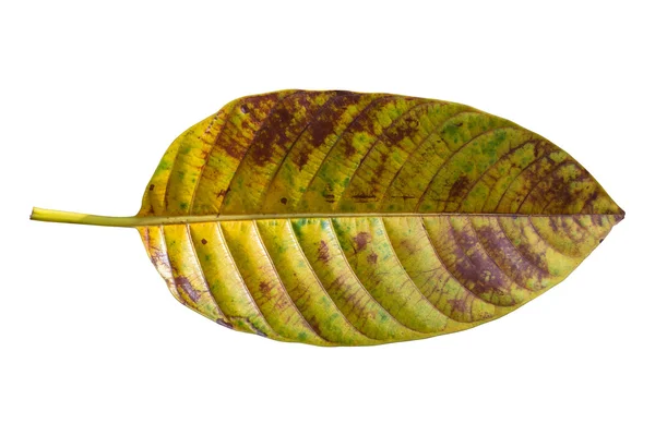 葉のテクスチャー ホワイト、クリッピング パスの分離 — ストック写真