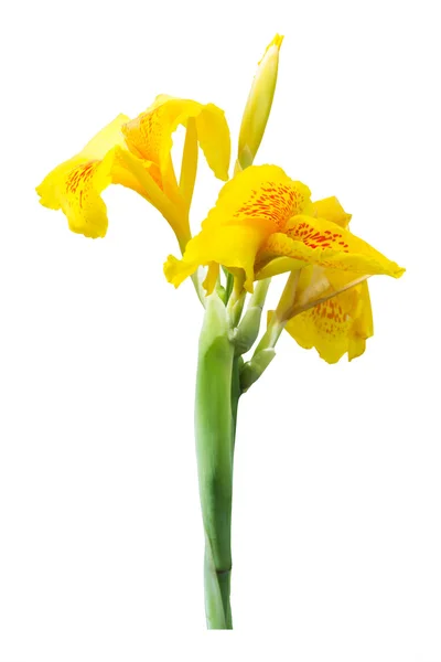 Λουλούδια κρίνο canna κίτρινο σε άσπρο φόντο. Διαδρομή αποκοπής — Φωτογραφία Αρχείου