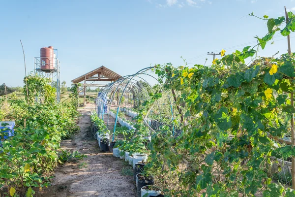 Jardim de legumes no exterior — Fotografia de Stock