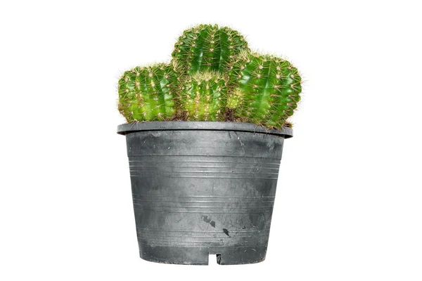 Kaktus isolerad på vitt — Stockfoto