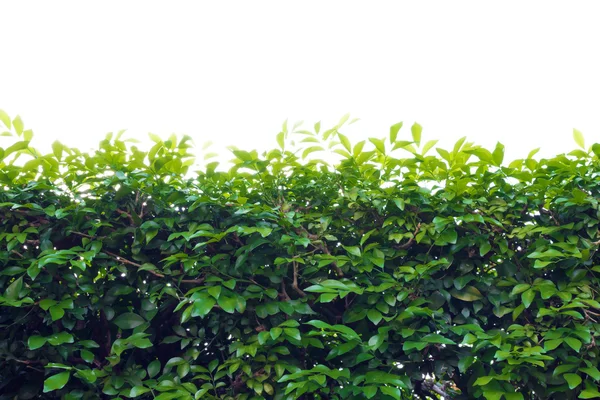 Tree leaf bushes green fence — Stock Photo, Image