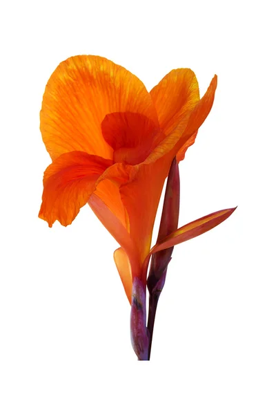 Orange canna lily blommor på vit bakgrund. Urklippsbana — Stockfoto