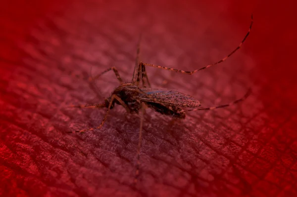 Mosquito zuigen bloed, make rood filter — Stockfoto