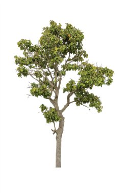 Beyaz arkaplanda izole edilmiş ağaç